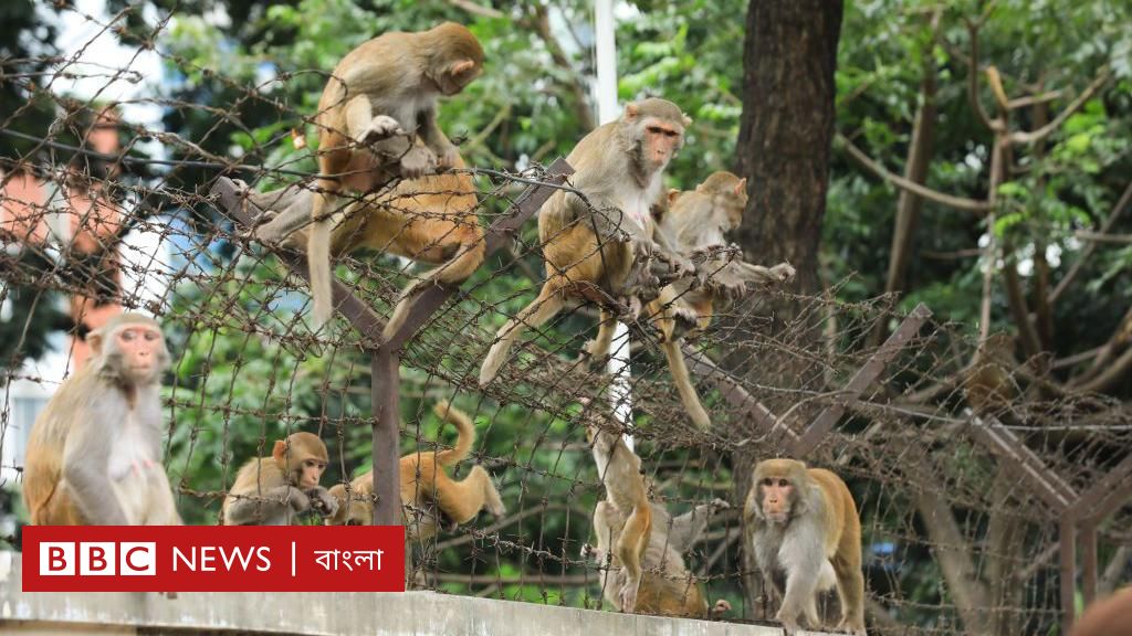 ফেনী সীমান্তে ভারতীয় বানরের হানা, বিড়ম্বনায় কৃষক