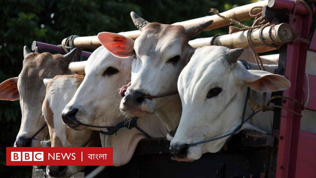 ঈদ-উল-আজহা : বিশ্বের বিভিন্ন মুসলিম দেশে যে সব পশু কোরবানি দেওয়া হয়